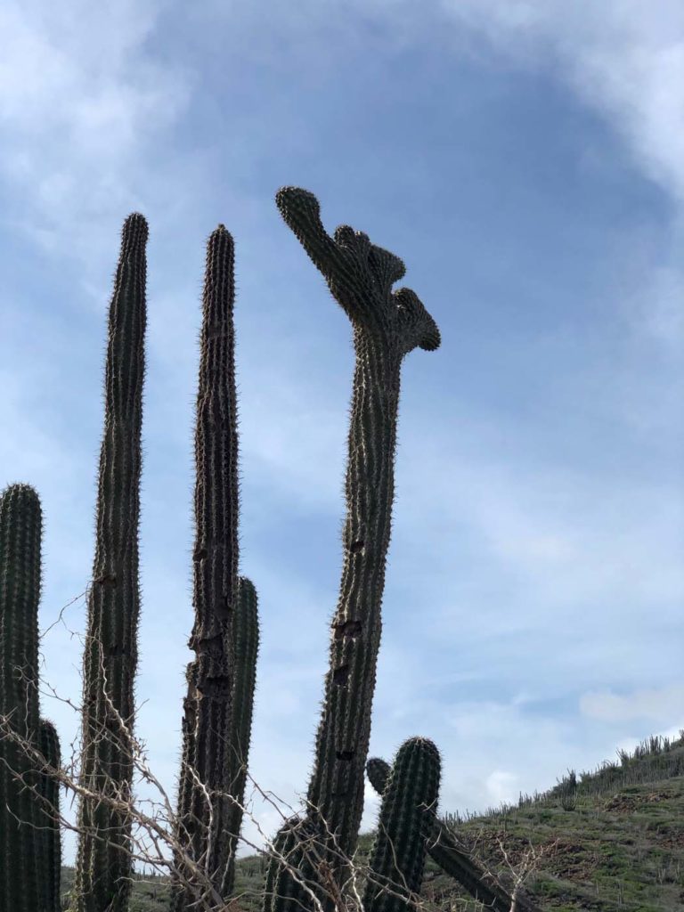 Aruba cactus Jesus on the cross