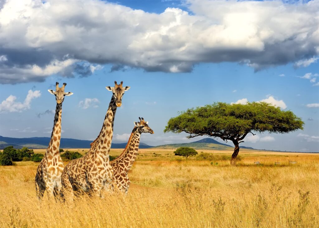 giraffe